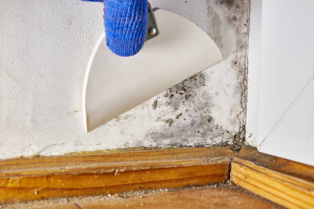 Best Attic Mold Removal  in West Vero Corridor, FL